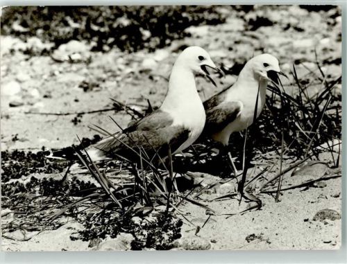 Sturmmöwen Foto Horst Schröder