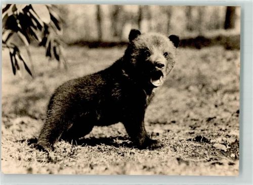 Junger Braunbär