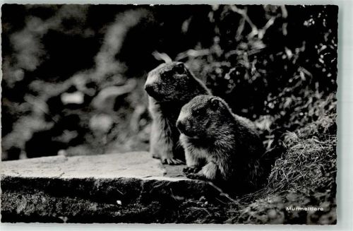 1949 Murmeltiere