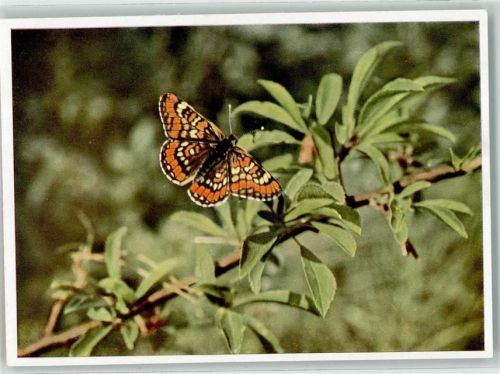 Kleiner Maivogel Melitaea maturna
