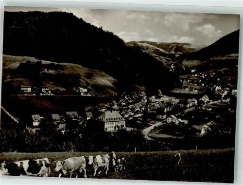 Untermünstertal Viehtrieb über dem Ort Fotograf Heinz Pfefferle