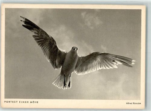 sign. Rönicke, Alfred Portrait einer Möwe Photo Porst
