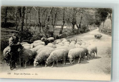 Schafe Pyrenäen ll Nr.236