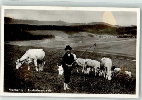 Viehherde im Hochschwarzwald Kühe Foto AK
