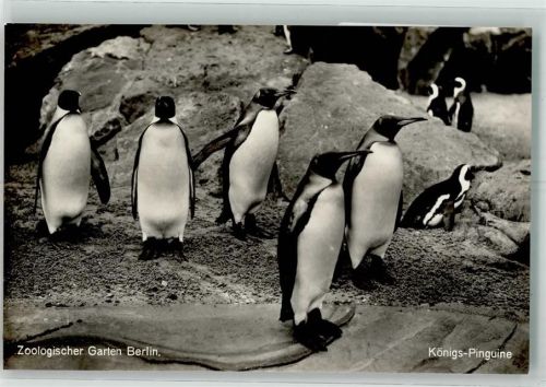 Berlin Mitte Königs Pinguine