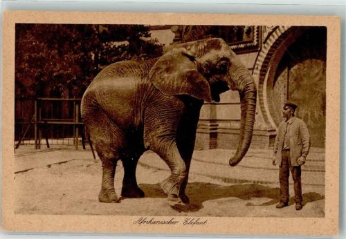 Tiergarten Afrikanische Elefant Rotophot