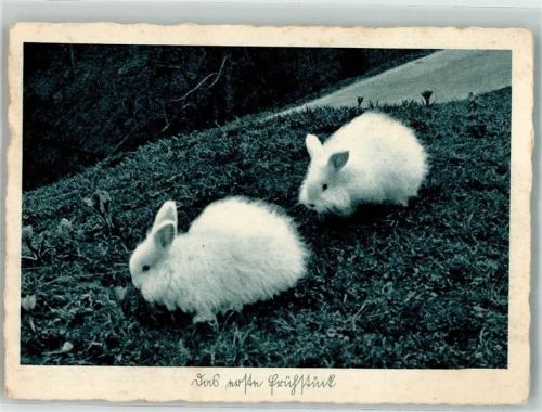 Das erste Frühstücke , weiße Kaninchen