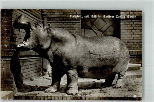 W1000 Tiergarten Flußpferd Zoo Foto AK