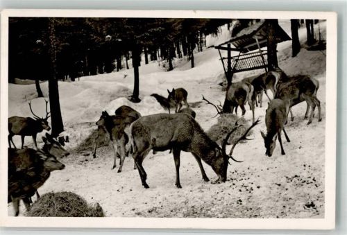 Klais 1952 Wildfütterung Winter Alpengut Emlau