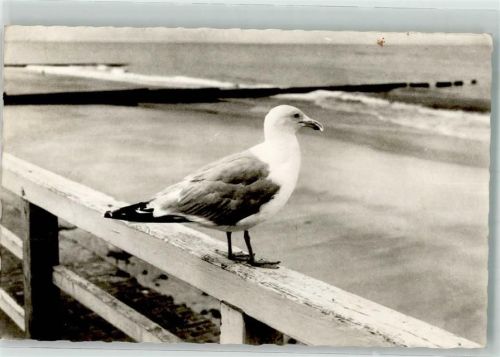 Möwe