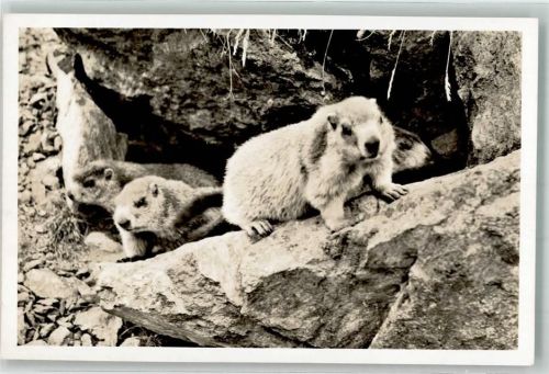 Murmeltiere Oberengadin