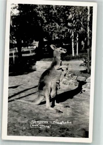 Kanguru