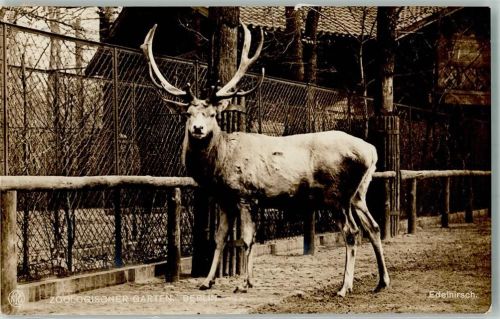 Tiergarten 1920 Edelhirsch