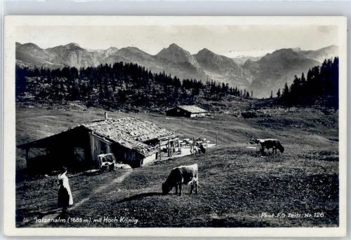 Gotzenalm Kühe Hoch König
