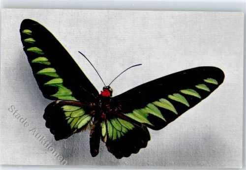 Ornithoptera Brookeana