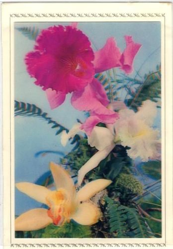 Orchidee