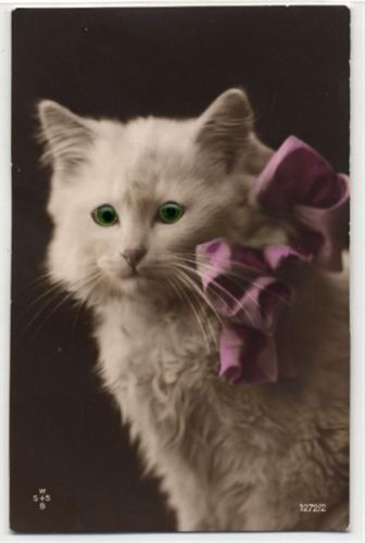 Katze