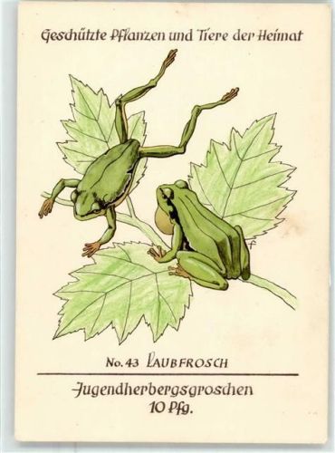 Laubfrosch Geschützte Pflanzen und Tiere der Heimat Jugendherbergswerk