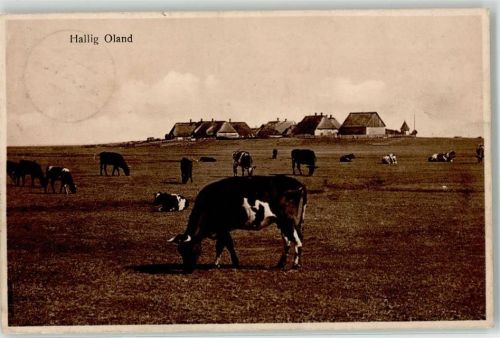 Oland Kühe