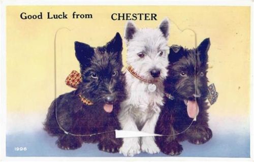 Chester Chester (Großbritannien) Leporello, Hund II- (minimaler Einriss, Stauchung)