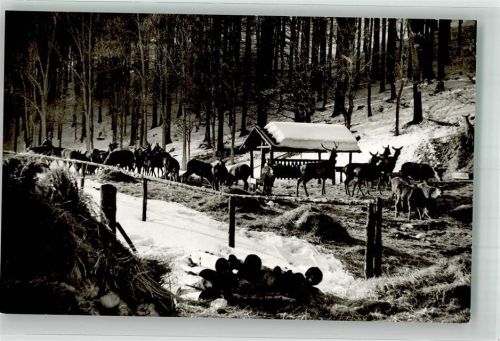 Sieber Wildfütterung am Forsthaus Königshof
