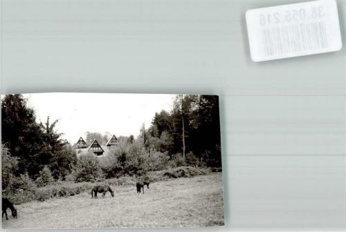 Siegsdorf Ferienpark Vorauf Pferde Ort handschriftlich Foto Original aus Archiv eines Ansichtskartenverlages