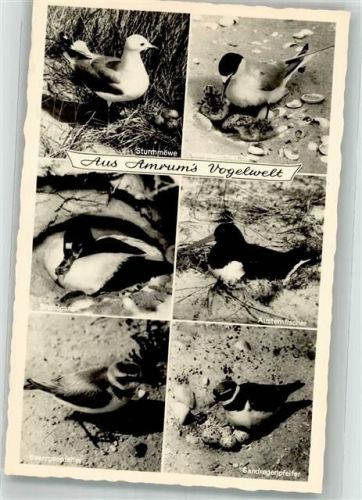 Amrum Aus Amrums Vogelwelt Zwergseeschwalbe Strandgans Austernfischer Seeregenpfeifer Sandregenpfeifer Fotograf Quedens