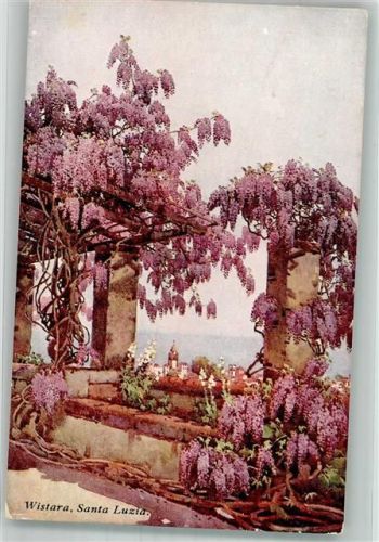 Santa Luzia Wistara Blumen