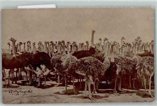 Strauß Ostrich AK Australisches Tier