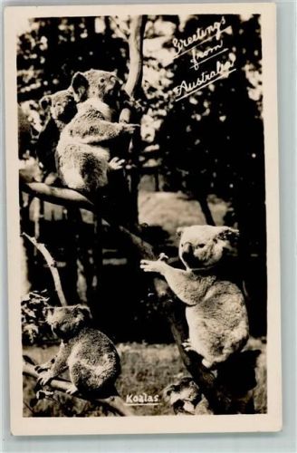 Koalas AK