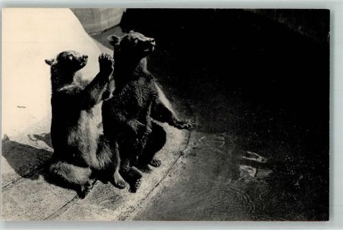 Paris Zoo , un couple d`Ours bruns AK