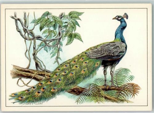 Blauer Pfau sign. Reiner Zieger Planet Verlag AK