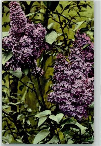 1906 Nenke & Ostermaier Photochromie Nr. 557 AK