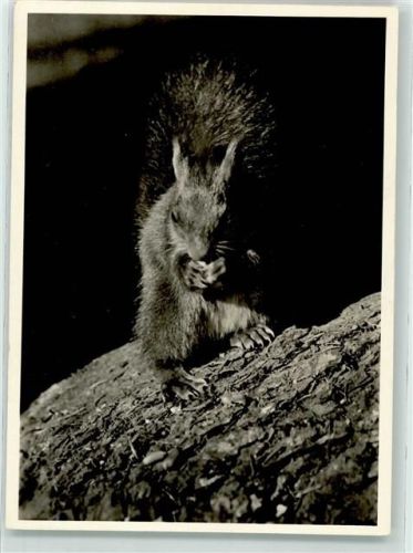 Futter AK Eichhörnchen Foto AK