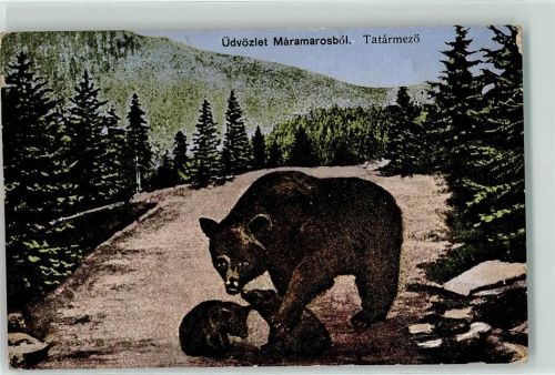 1917 In freier Wildbahn Tatarmezö