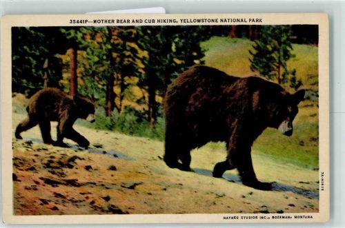 Yellowstone National Park Haynes Studios Nr.35441P