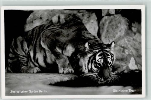 Tiergarten Zoologischer Garten Sibirischer Tiger