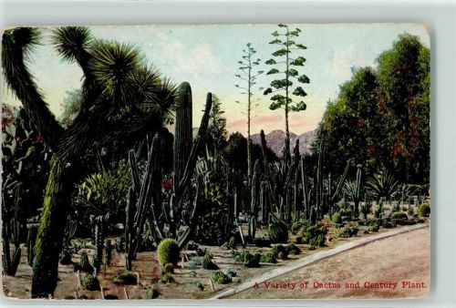 A Variety if Cactus and Century Plant