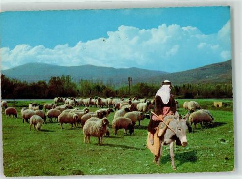 Moutons dans la Bekaa Schafe