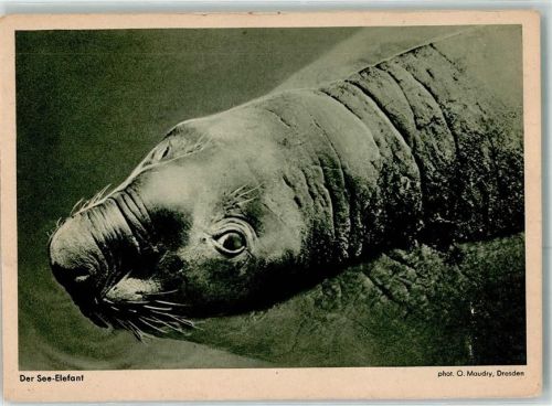 See Elefant Foto Maudry Nettax Triotar Schaja Foto Kalender