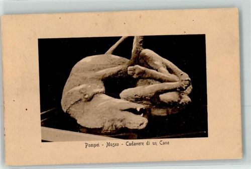 Pompei e Scavi 1911 Leiche eines Hundes Mumie Museum