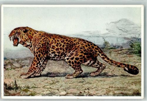 Tiergarten Leopard
