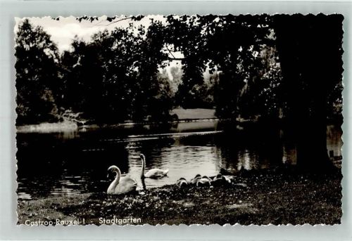 44575 W4620 Castrop-Rauxel - Stadtgarten Schwan