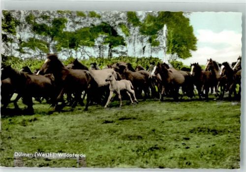 Dülmen Wildpferde