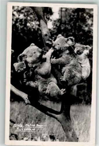 Koala Mowbray Series