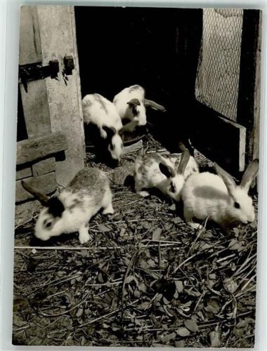 Lauter kleine Hasen/Kaninchen verlassen den Stall