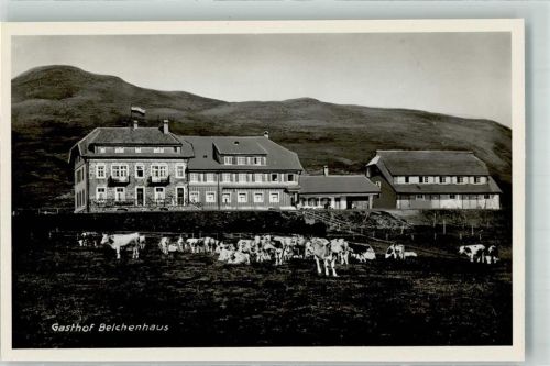 Belchen Weidende Rinder vor dem Hotel Gasthaus Belchenhaus