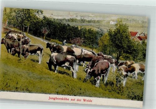 Sobernheim Jungbornkühe