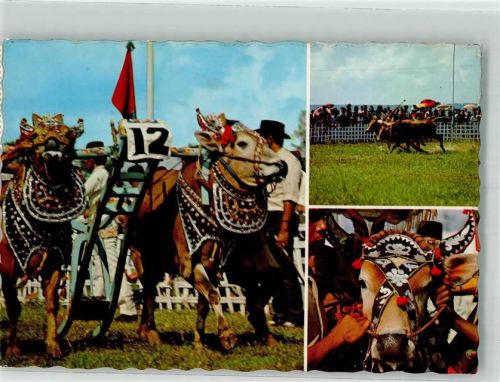 Bullenreiten