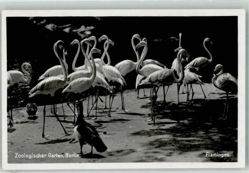 Flamingo